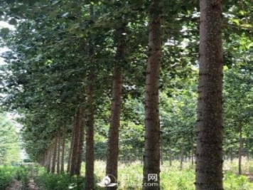 河南周口：培育出不飞絮的杨树新品种