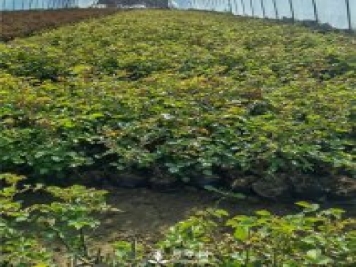 各类盆栽月季上市，南阳杯苗基地全国批发中