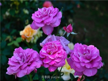 南昌滨江月季园，带你去看天下风流的江西月季花