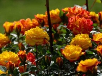 安阳市滑县森林公园月季花开放，赏花打卡正当时