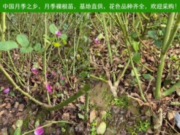 上海龙凤419：月季裸根苗的选购、栽植、肥水、养护技术大全