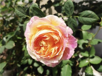 100种玫瑰花的名字，来了解下不同颜色的品种月季