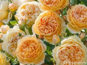 大花香水月季的养护方法，分享10种花香飘满屋