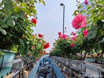 1.2万株月季盛开，南昌八一桥景观花廊拥抱春景