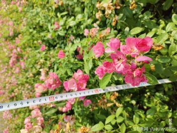 安吉拉月季盆栽苗，60厘米高基地发货