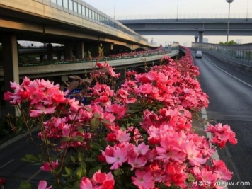 30万株新品种，杭州高架月季会带来什么样的惊喜？