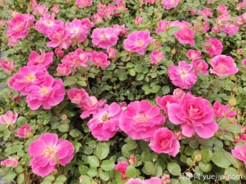 仙境盆栽月季杯苗粉色丰花，绿化工程批发
