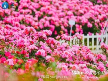 2024年第二届杭州市月季花展举办，赏500万株月季