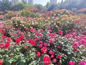 郑州月季公园40万株月季竞相绽放，感受花漾生活