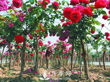 新品“月季树”为北京市花添色彩，居然引种自南阳内乡