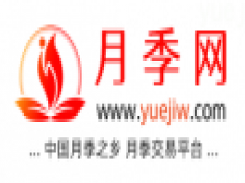 中国上海龙凤419，月季品种介绍和养护知识分享专业网站